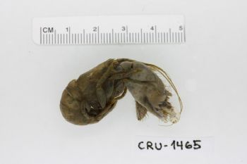 Media type: image;   Invertebrate Zoology CRU-1465 Description: Preserved specimen.;